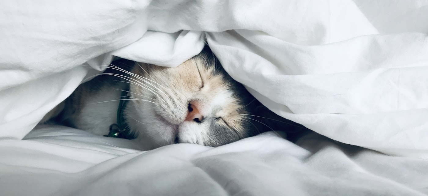 How to Stop Hitting Snooze: The Psychology and the App That Actually Fixes It